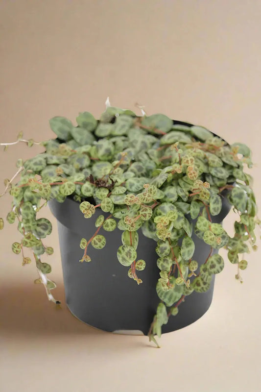 Peperomia Prostrata 'String of Turtles' House Plant Dropship Botani Haven