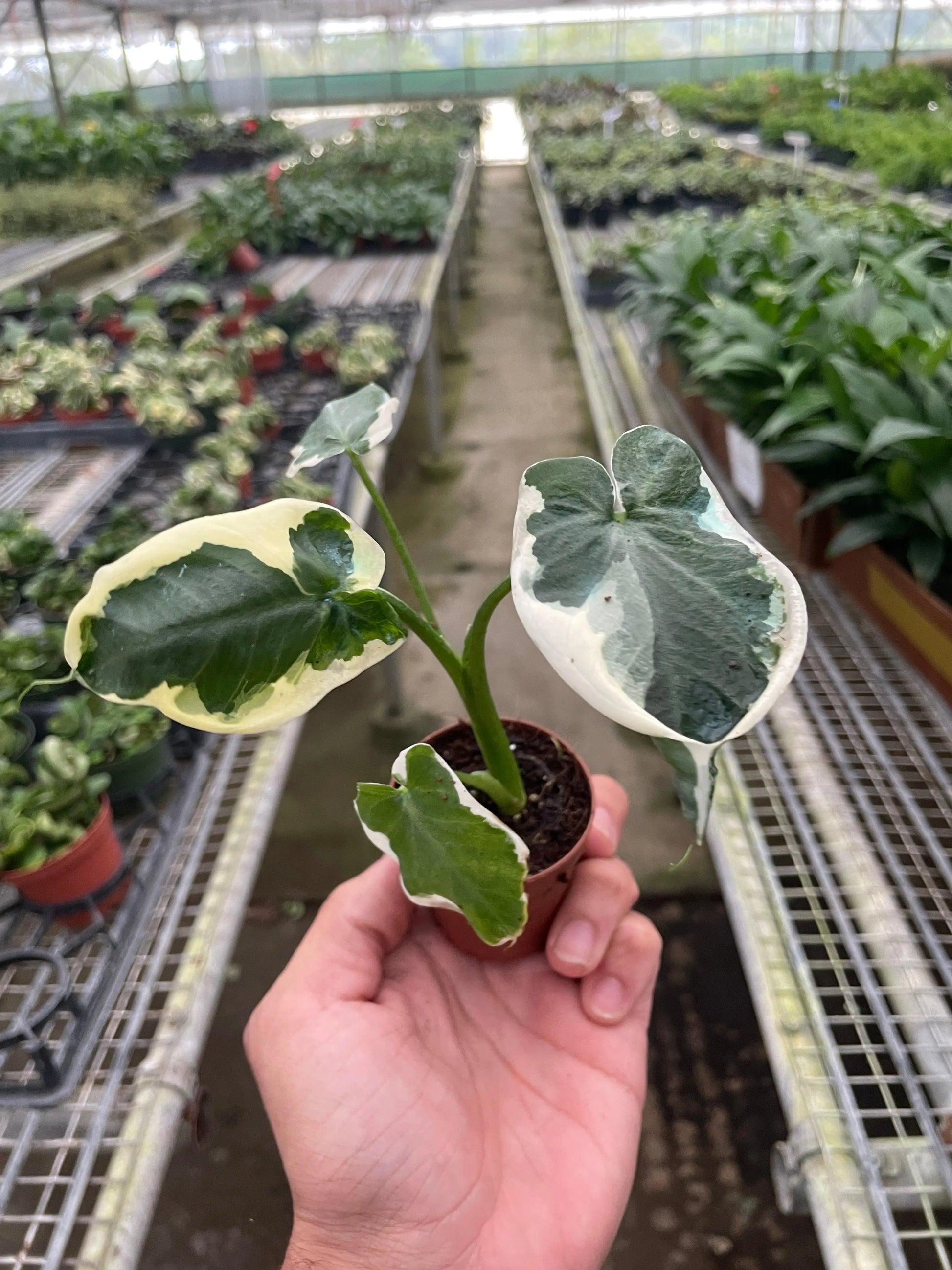 Alocasia 'Mickey Mouse' (Xanthosoma sagittifolium 'Variegatum Monstrosum') House Plant Dropship Botani Haven