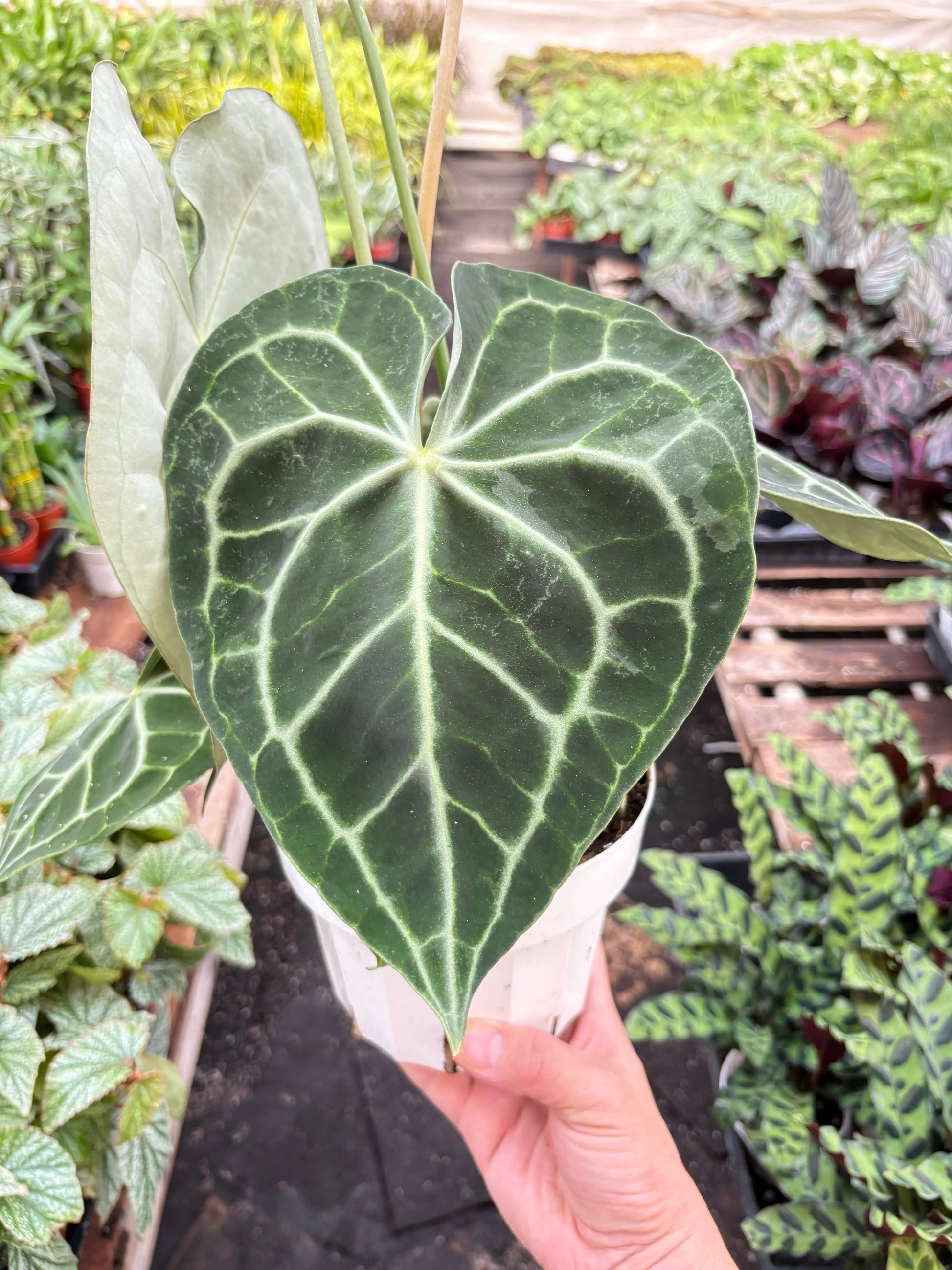Anthurium 'Clarinervium' House Plant Dropship Botani Haven