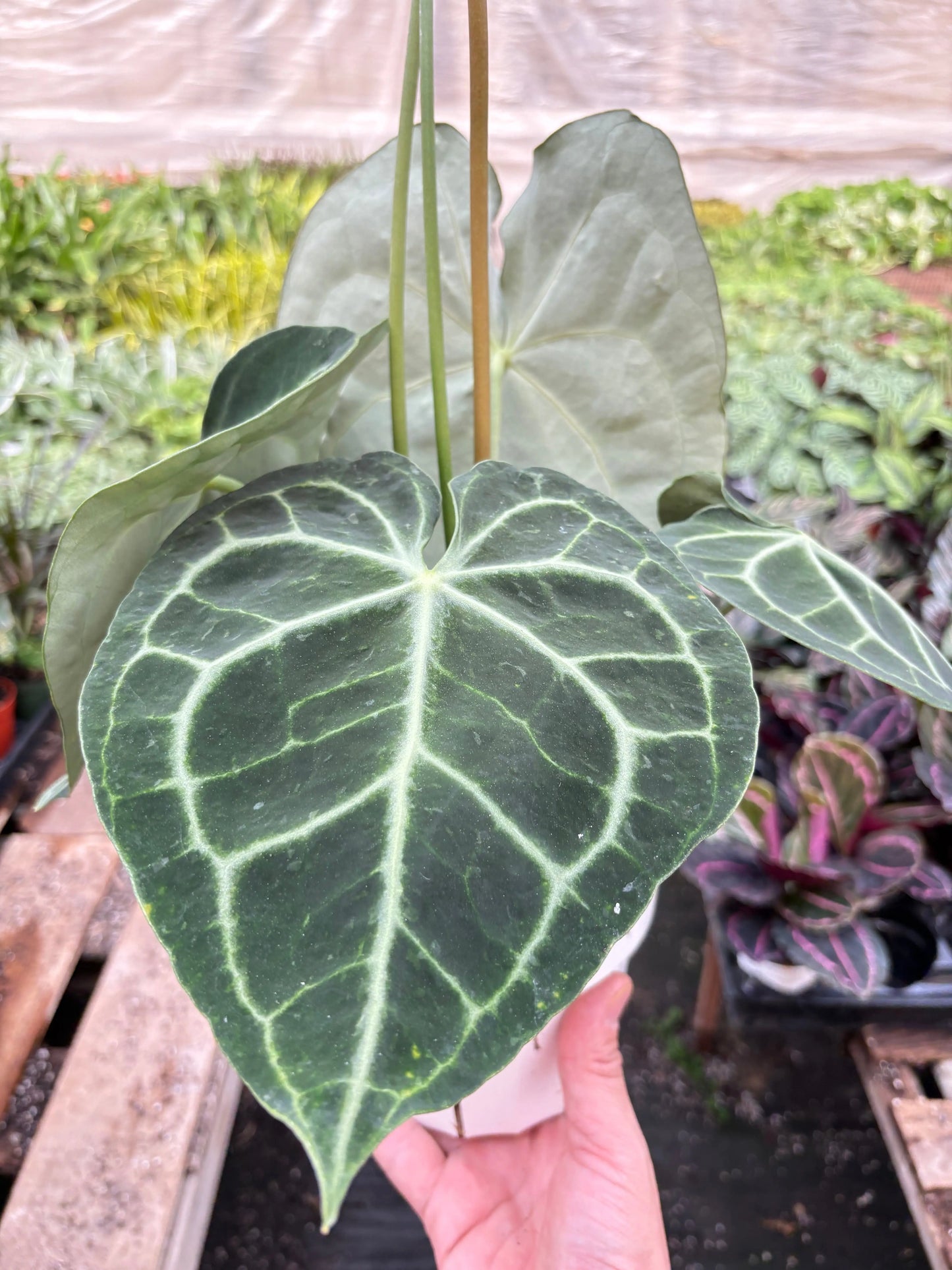 Anthurium 'Clarinervium' House Plant Dropship Botani Haven