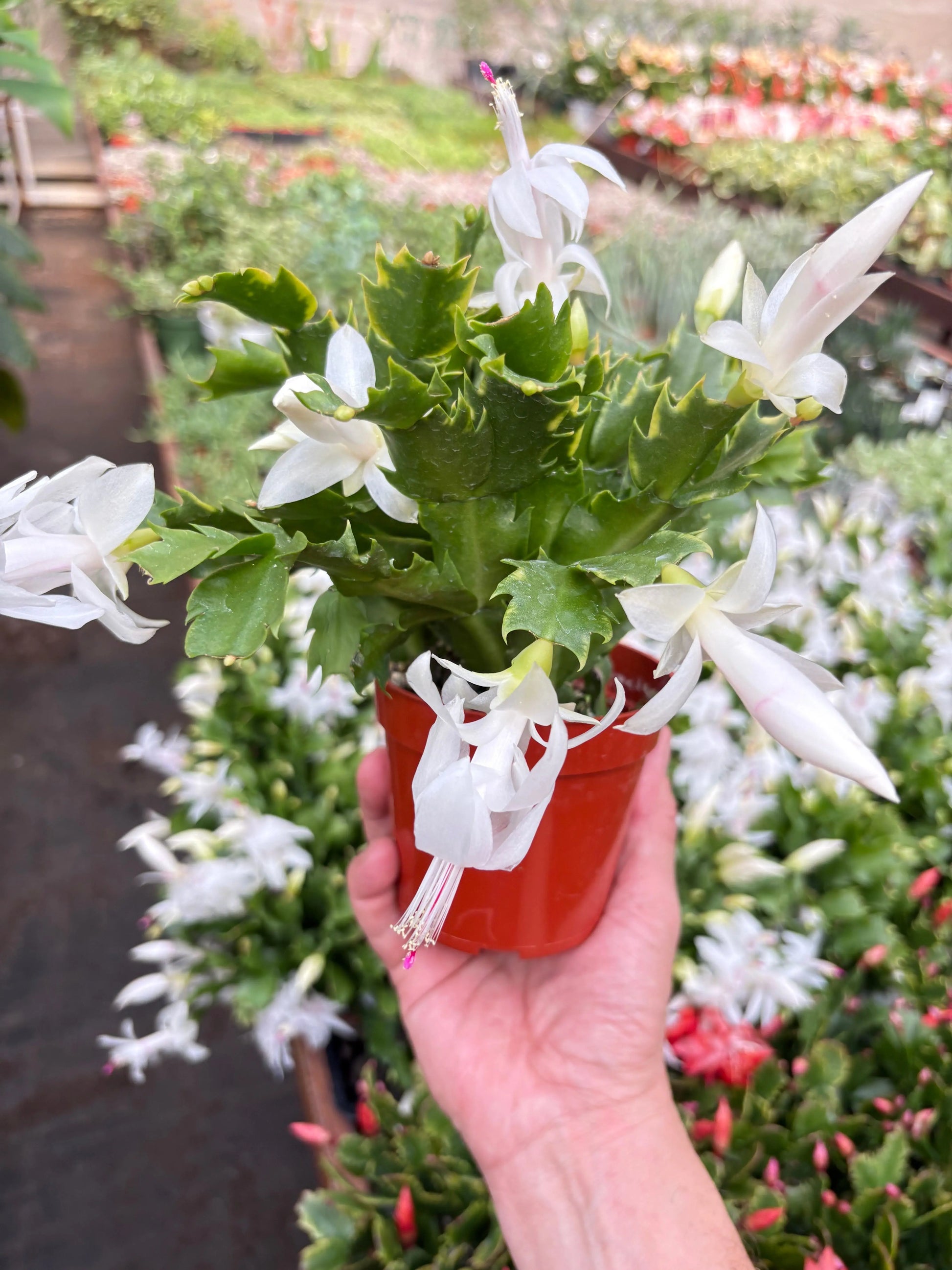 Zygocactus 'Christmas Cactus' House Plant Dropship Botani Haven