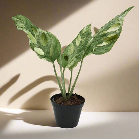 Monstera Adansonii 'Swiss Cheese Variegated'