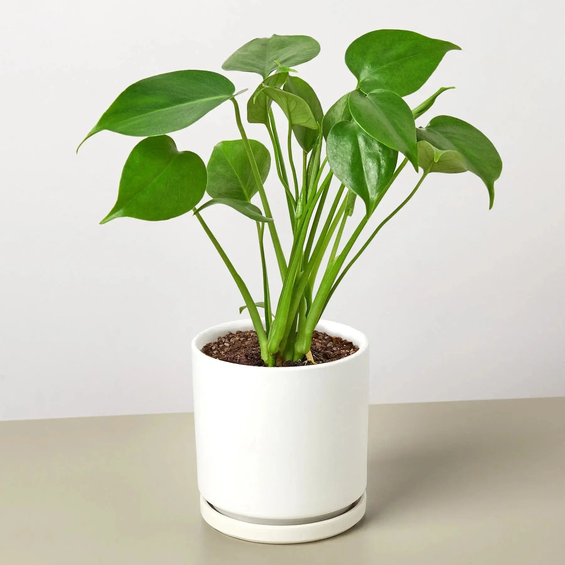 Philodendron 'Monstera Split-Leaf' House Plant Dropship Botani Haven