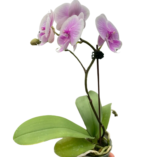 Orchid 'Light Pink Phalaenopsis' House Plant Dropship Botani Haven