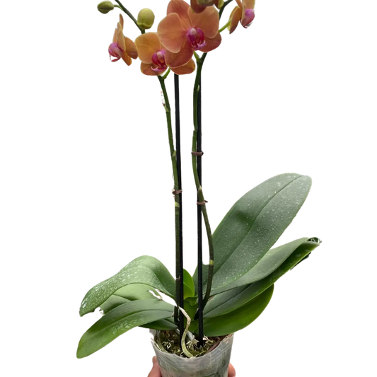 Orchid 'Orange Phalaenopsis' House Plant Dropship Botani Haven