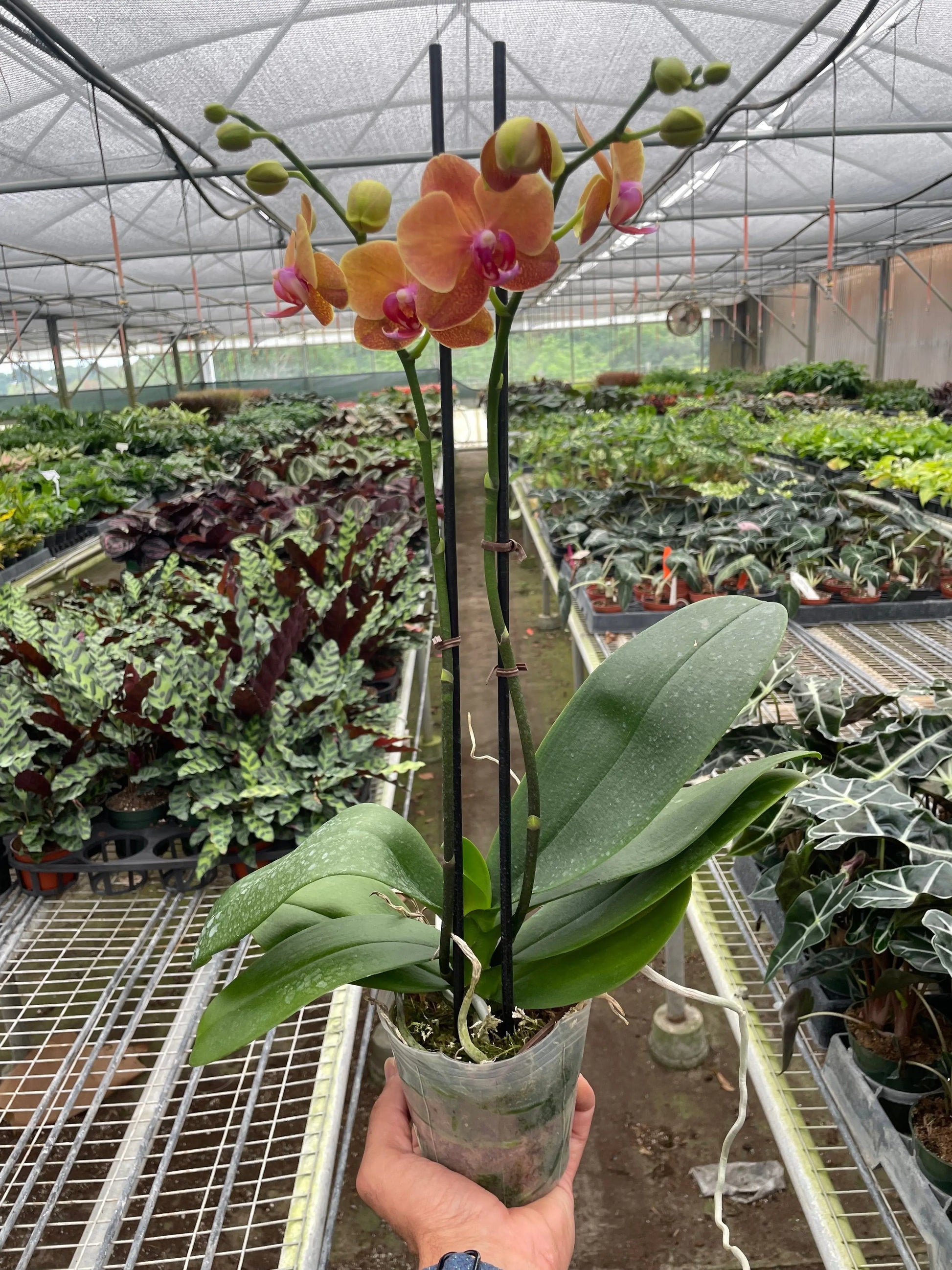 Orchid 'Orange Phalaenopsis' House Plant Dropship Botani Haven