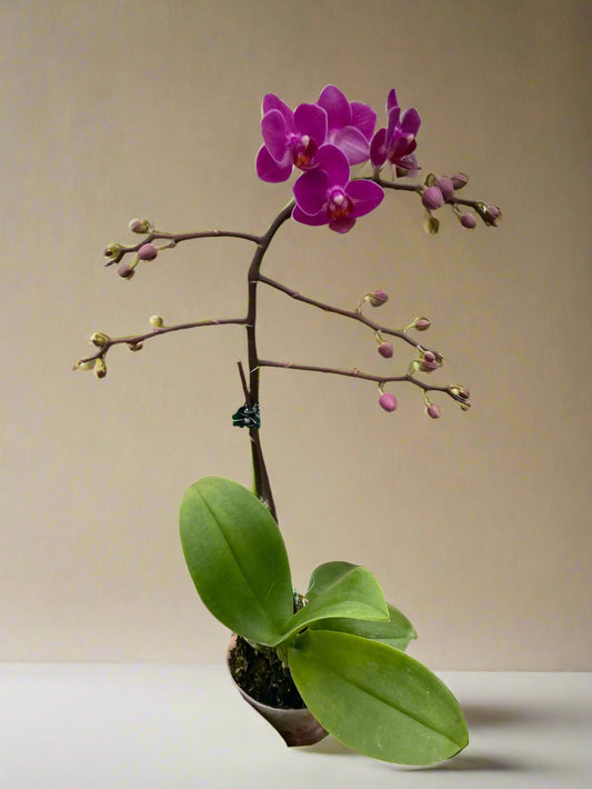 Orchid 'Purple Fucshia Phalaenopsis' House Plant Dropship Botani Haven