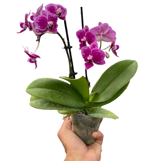 Orchid 'Purple Spotted Phalaenopsis' House Plant Dropship Botani Haven