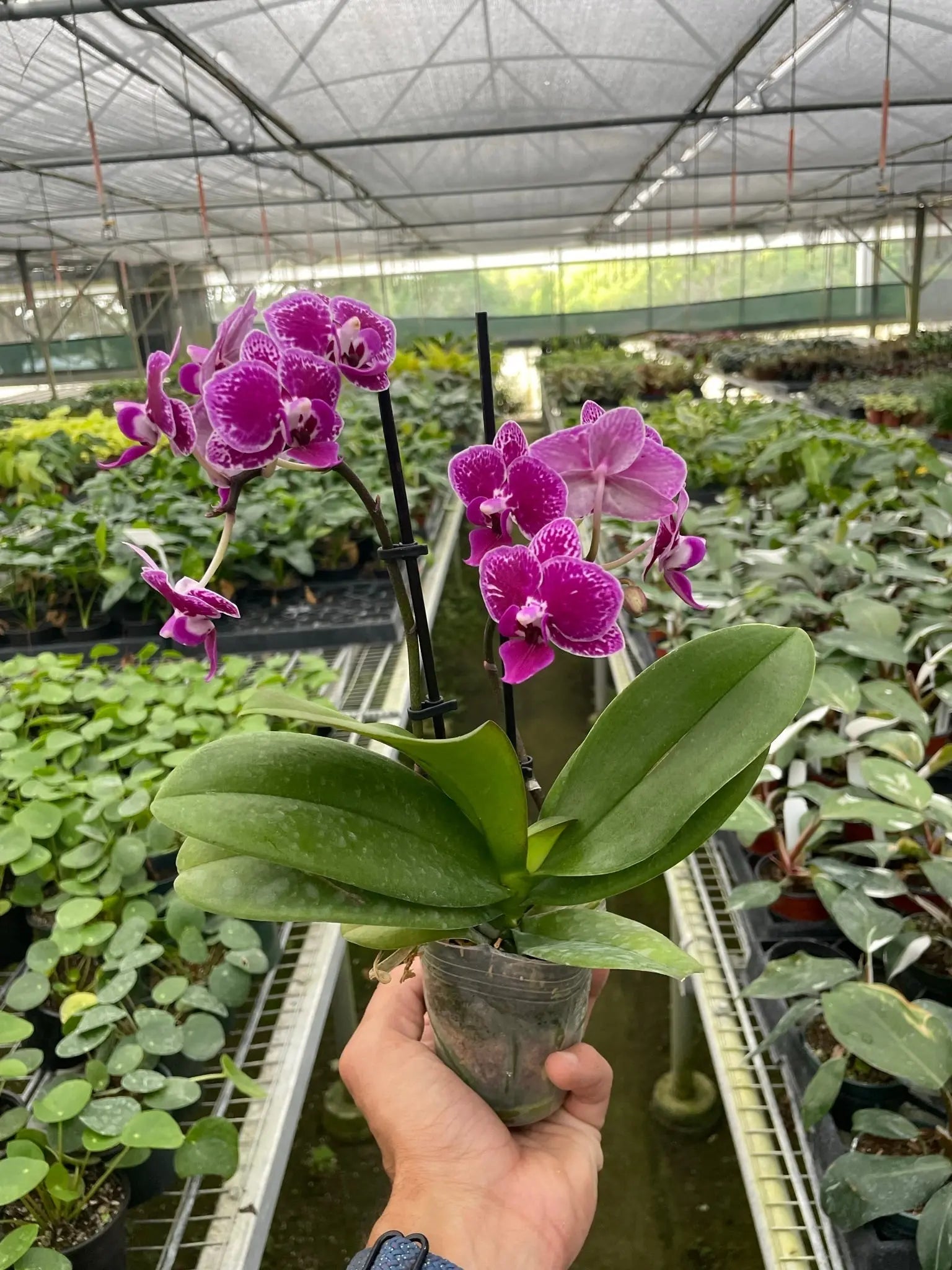 Orchid 'Purple Spotted Phalaenopsis' House Plant Dropship Botani Haven