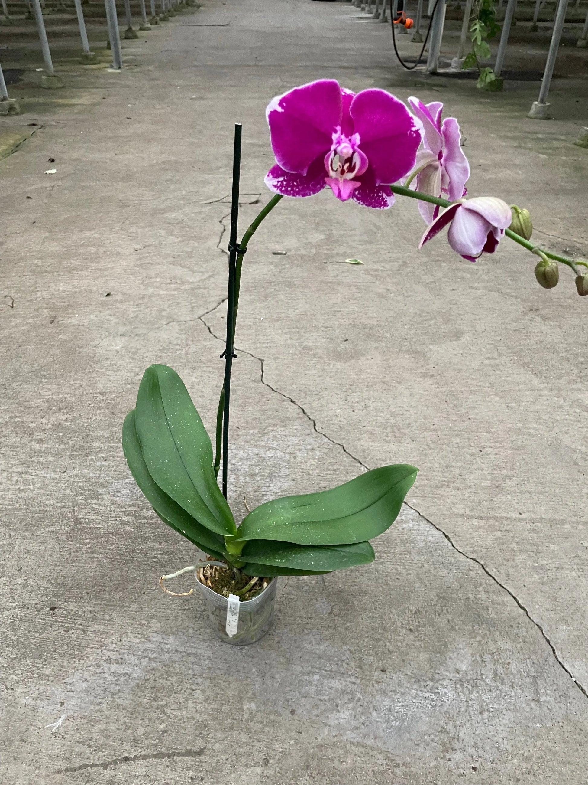 Orchid 'Purple Spotted Phalaenopsis' House Plant Dropship Botani Haven