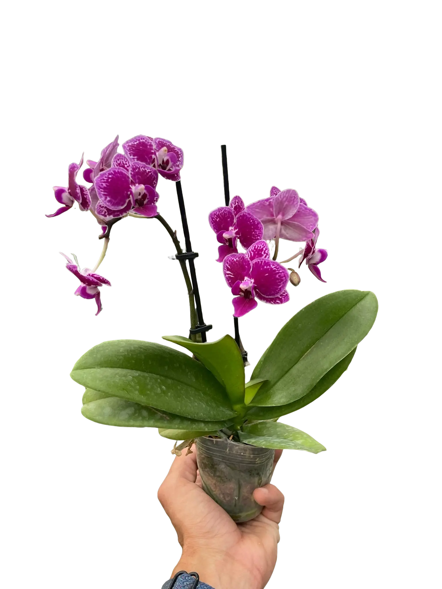 Orchid 'Purple Spotted Phalaenopsis' House Plant Dropship Botani Haven