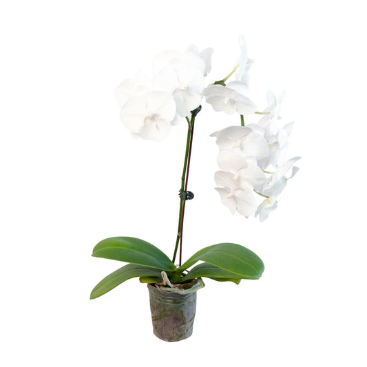 Orchid 'White Phalaenopsis' House Plant Dropship Botani Haven
