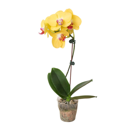 Orchid 'Yellow Phalaenopsis' House Plant Dropship Botani Haven