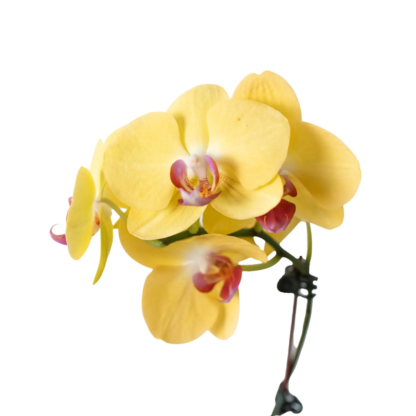 Orchid 'Yellow Phalaenopsis' House Plant Dropship Botani Haven