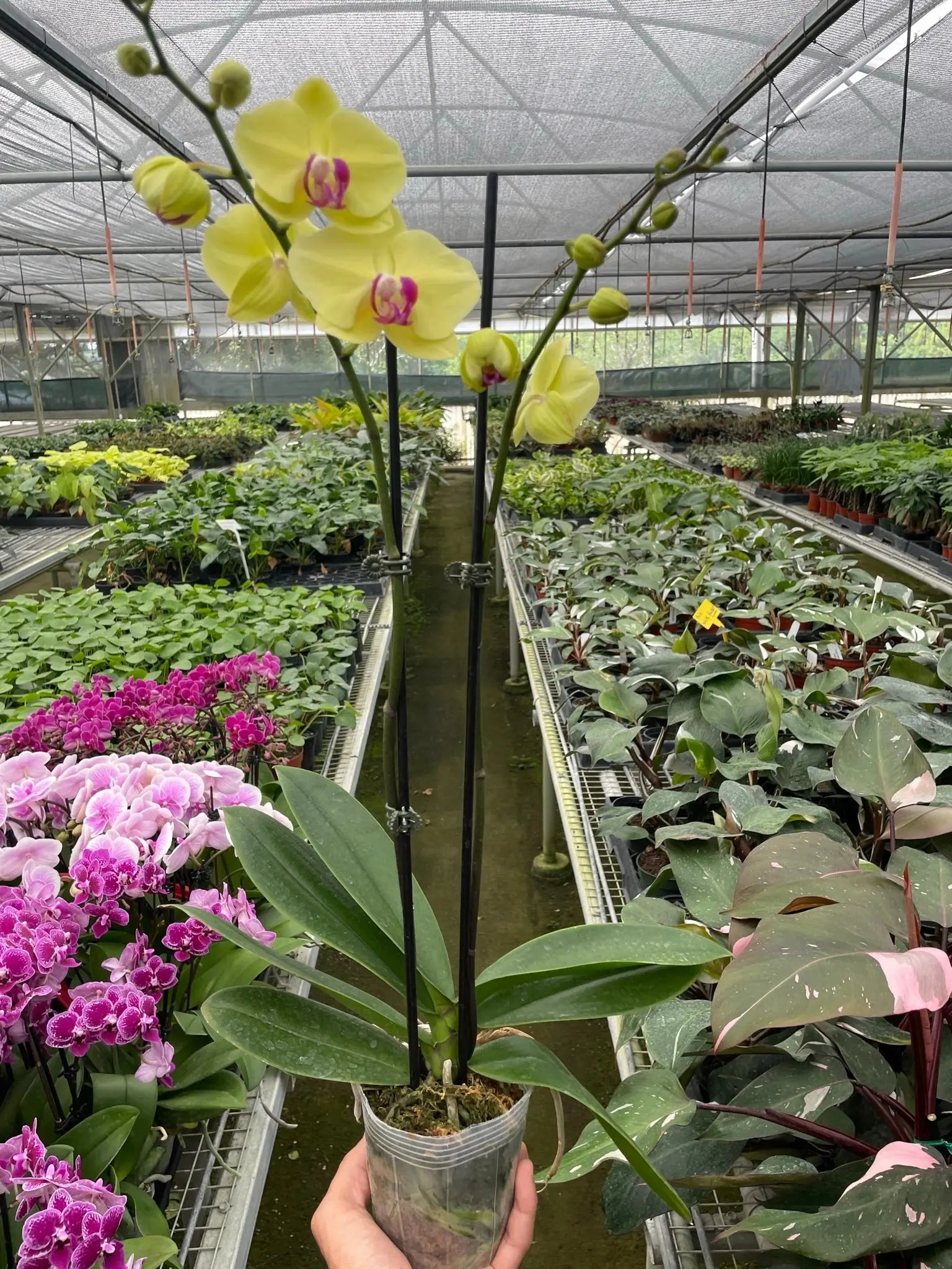 Orchid 'Yellow Phalaenopsis' House Plant Dropship Botani Haven