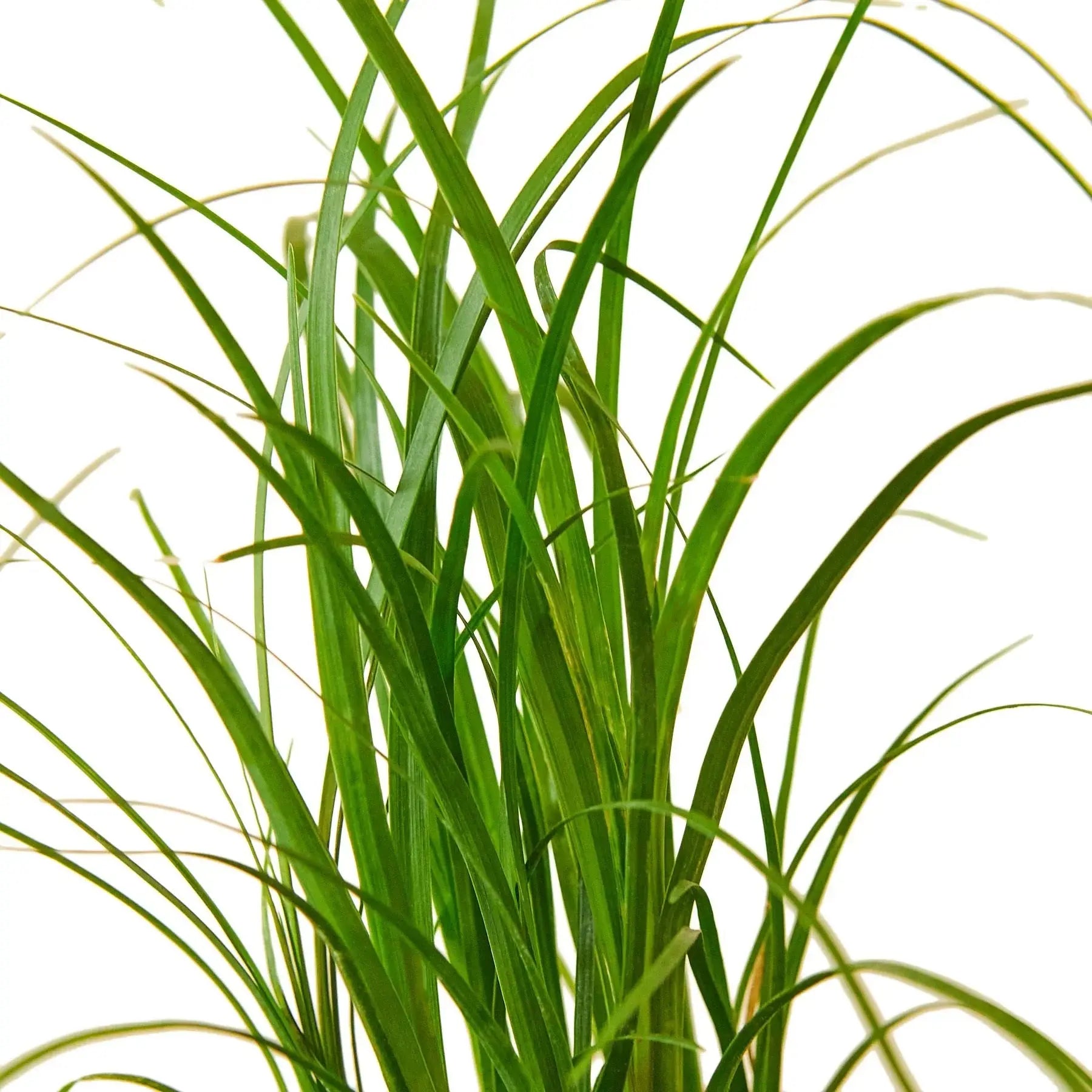 Palm Ponytail House Plant Dropship Botani Haven