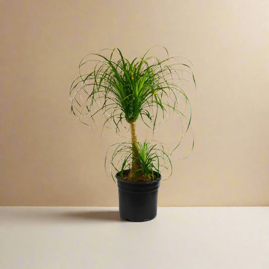 Palm Ponytail House Plant Dropship Botani Haven