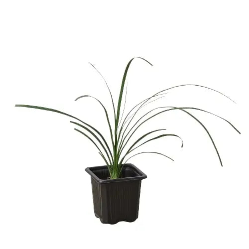 Palm Ponytail House Plant Dropship Botani Haven