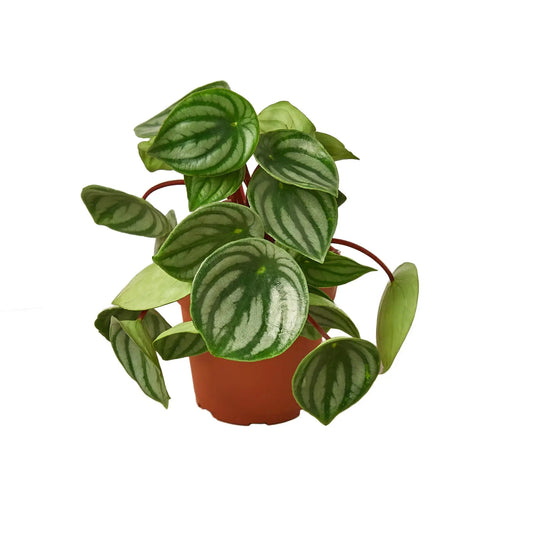 Peperomia Watermelon House Plant Dropship Botani Haven