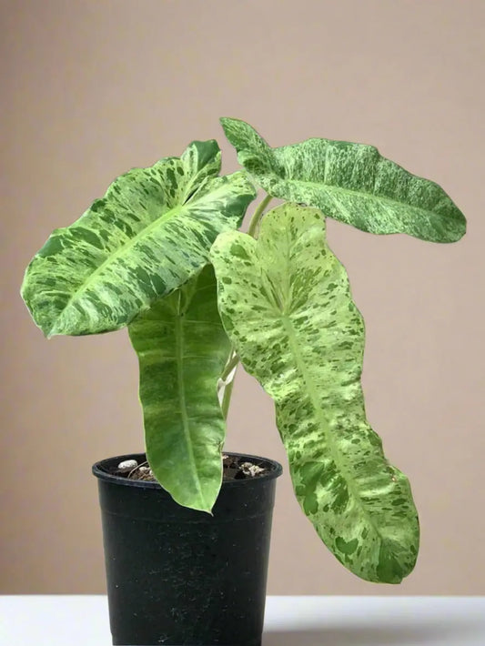 Philodendron 'Paraiso Verde' House Plant Dropship Botani Haven