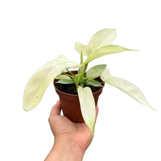 Philodendron 'Florida Ghost' House Plant Dropship Botani Haven
