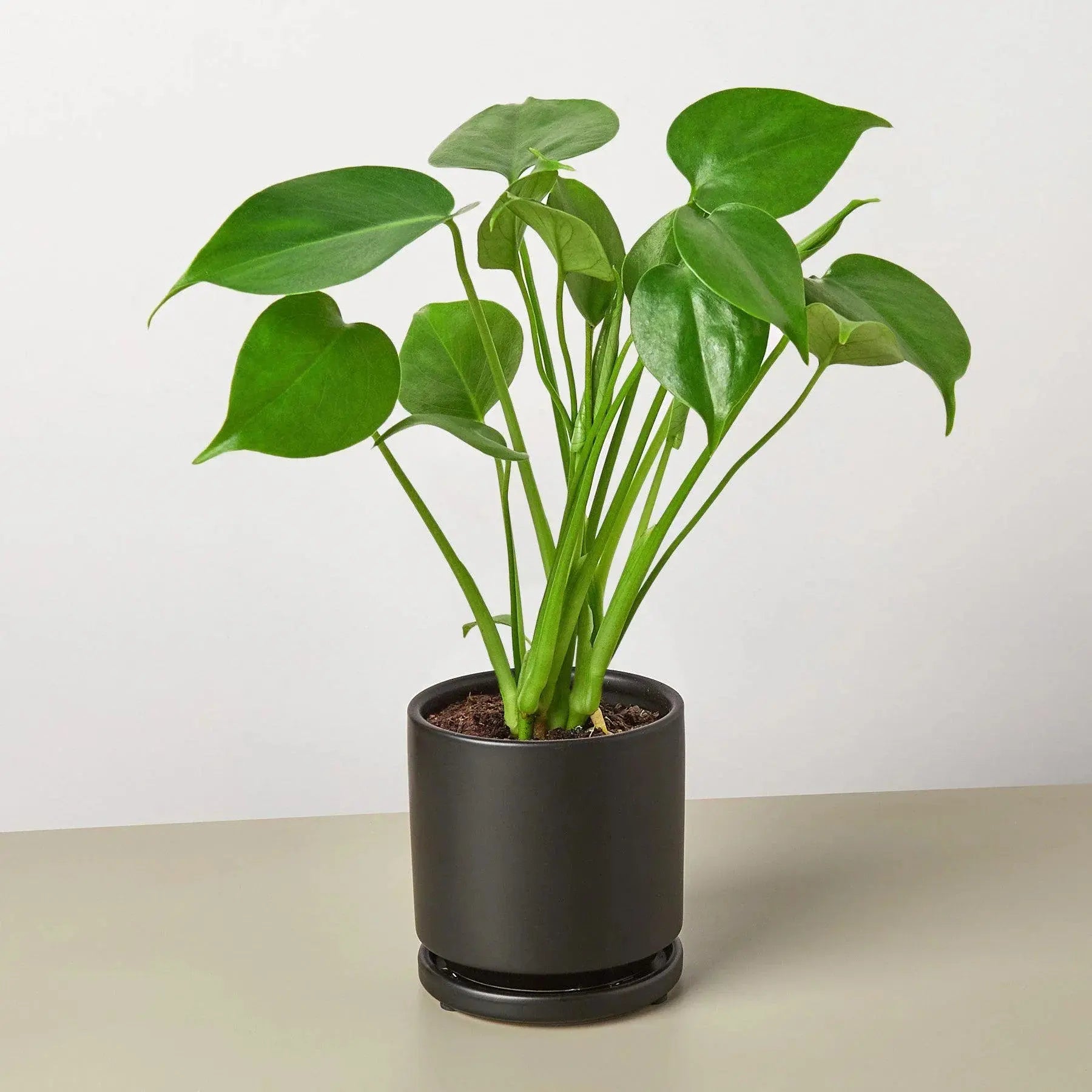 Philodendron 'Monstera Split-Leaf' House Plant Dropship Botani Haven
