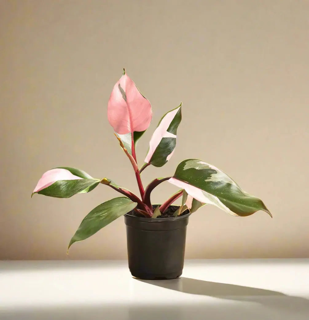 Philodendron 'Pink Princess' House Plant Dropship Botani Haven