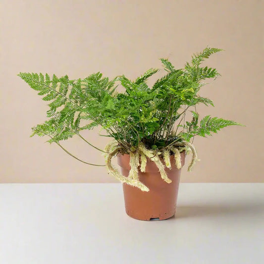 Fern 'Rabbit's Foot' House Plant Dropship Botani Haven