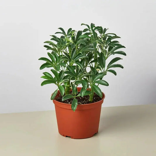 Schefflera Moonlight 'Umbrella Plant' House Plant Dropship Botani Haven
