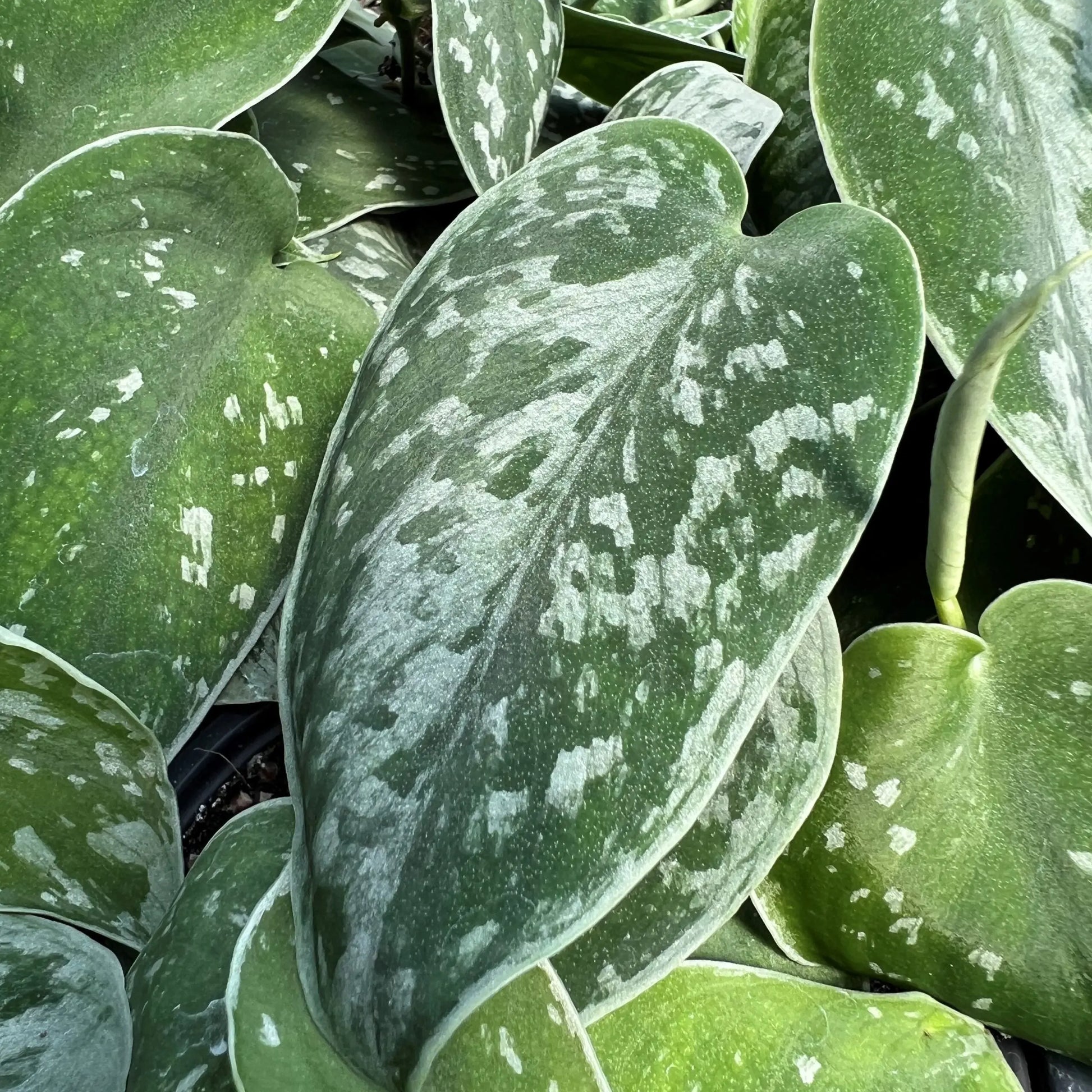 Pothos 'Satin' House Plant Dropship Botani Haven