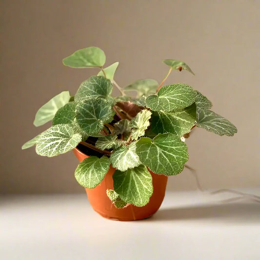 Saxifraga Stolonifera 'Strawberry Begonia' House Plant Dropship Botani Haven