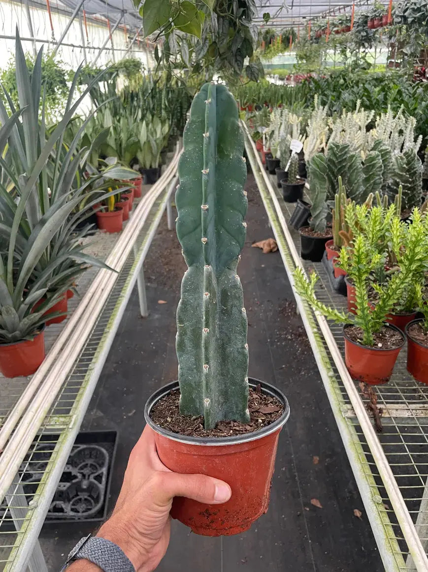 Succulent Cereus 'Cuddly Cactus' House Plant Dropship Botani Haven