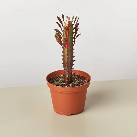 Succulent Euphorbia 'Trigona Rubra' House Plant Dropship Botani Haven