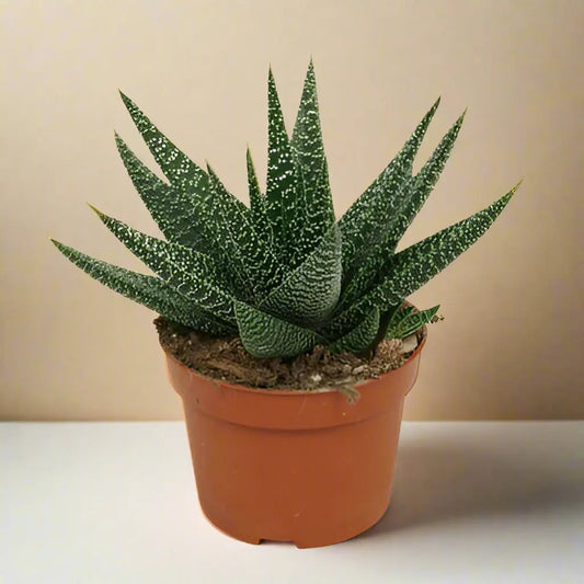 Succulent 'Gasteria Durban' House Plant Dropship Botani Haven