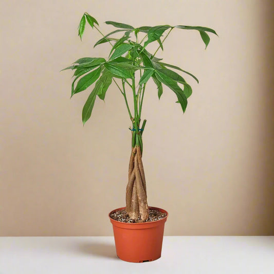 Money Tree 'Guiana Chestnut' Pachira Braid