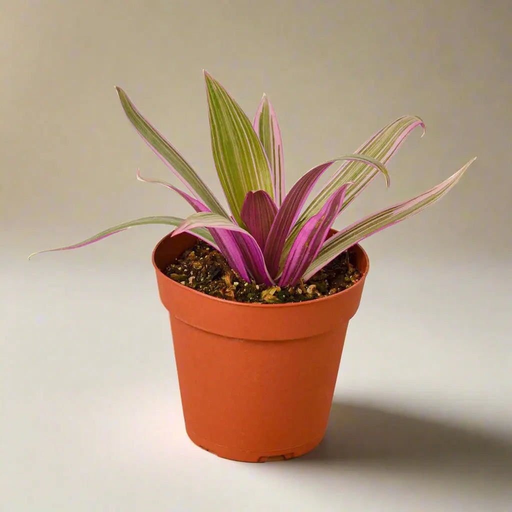 Oyster Plant 'Moses in the Cradle' House Plant Dropship Botani Haven