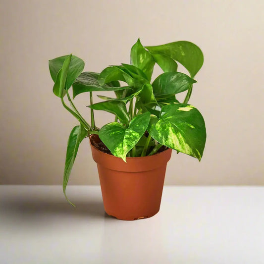 Pothos 'Golden' House Plant Dropship Botani Haven