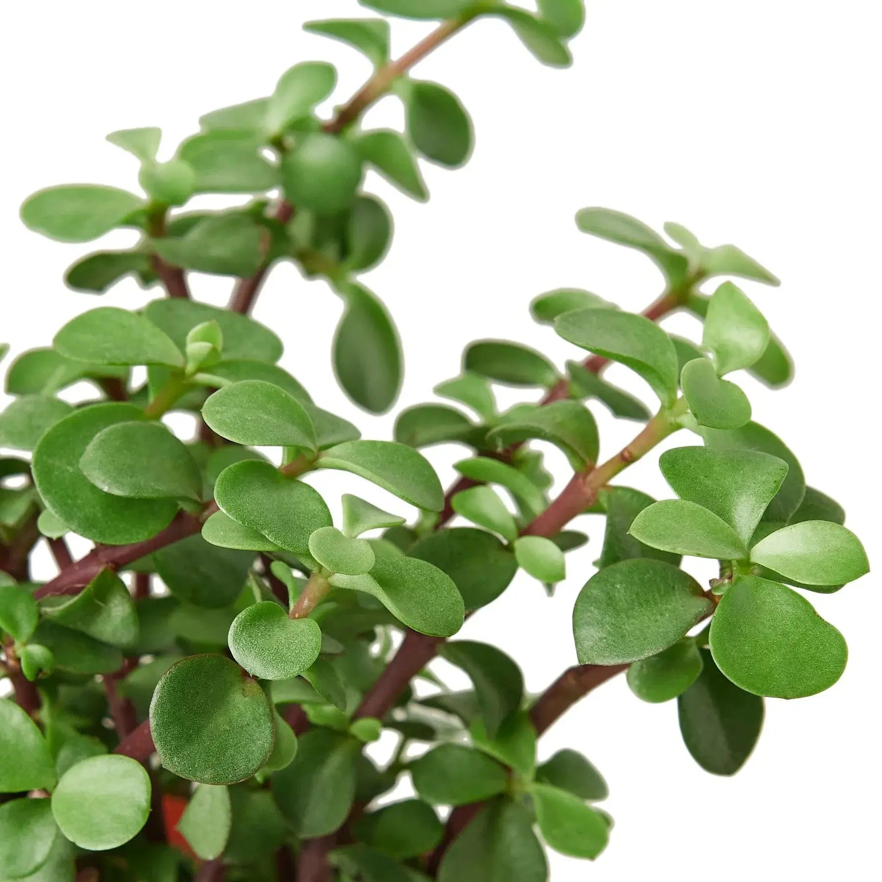 Succulent 'Elephant Bush' House Plant Dropship Botani Haven
