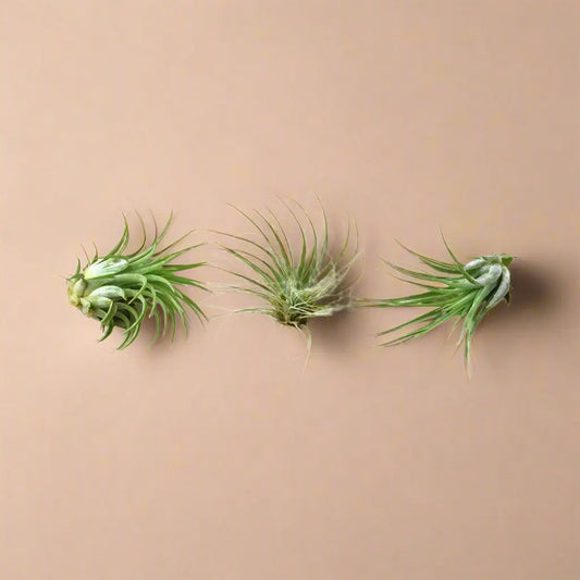 Air Plant 3 Pack - 3 Air Plant Varieties 2"-3" Large House Plant Dropship Botani Haven