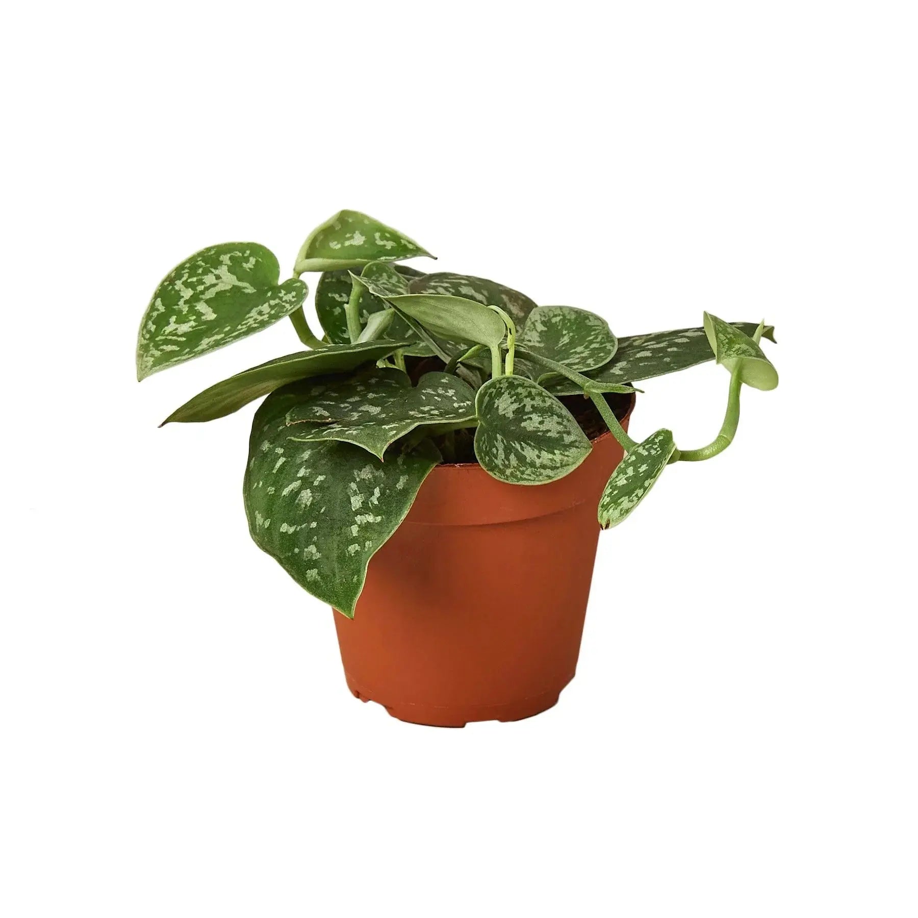 Pothos 'Satin' House Plant Dropship Botani Haven