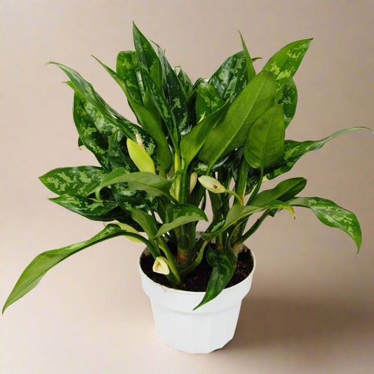 Chinese Evergreen 'Maria' House Plant Dropship Botani Haven