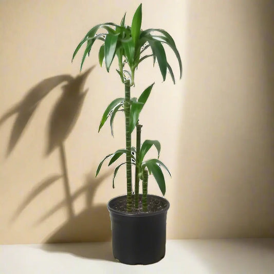 Dracaena 'Elegance' House Plant Dropship Botani Haven