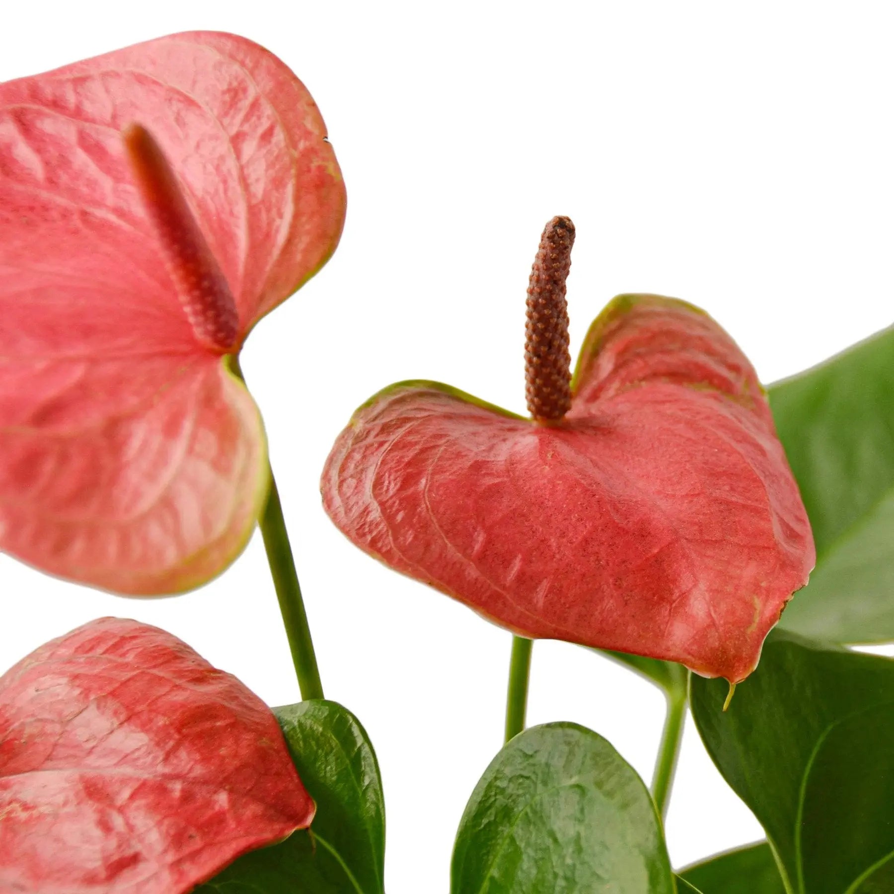 Anthurium 'Pink' House Plant Dropship Botani Haven