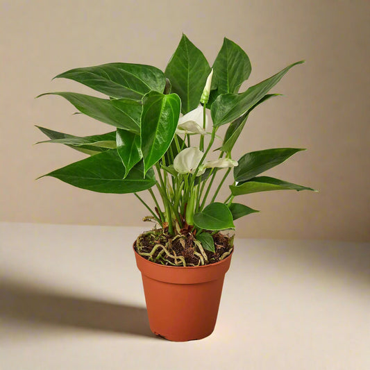 Anthurium 'White' House Plant Dropship Botani Haven
