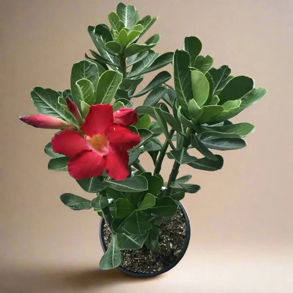 Succulent Adenium Obesum 'Desert Rose' House Plant Dropship Botani Haven