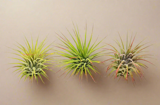 3 Ionantha Guatemala Air Plants / Blooms