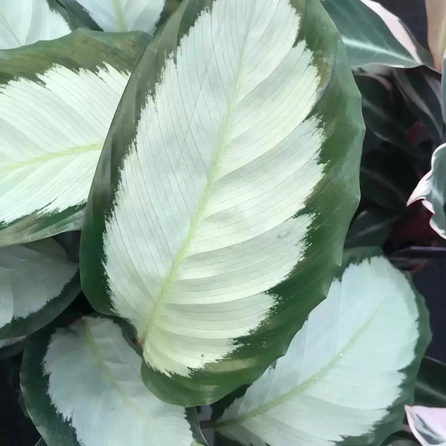 Calathea 'Picturata' House Plant Dropship Botani Haven