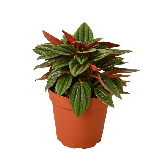 Peperomia Rosso House Plant Dropship Botani Haven