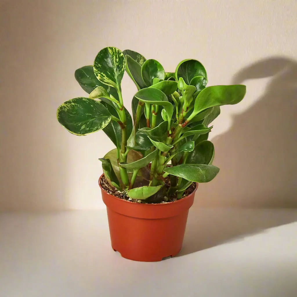 Peperomia 'Marble' House Plant Dropship Botani Haven