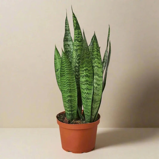 Snake Plant 'Zeylanica' House Plant Dropship Botani Haven